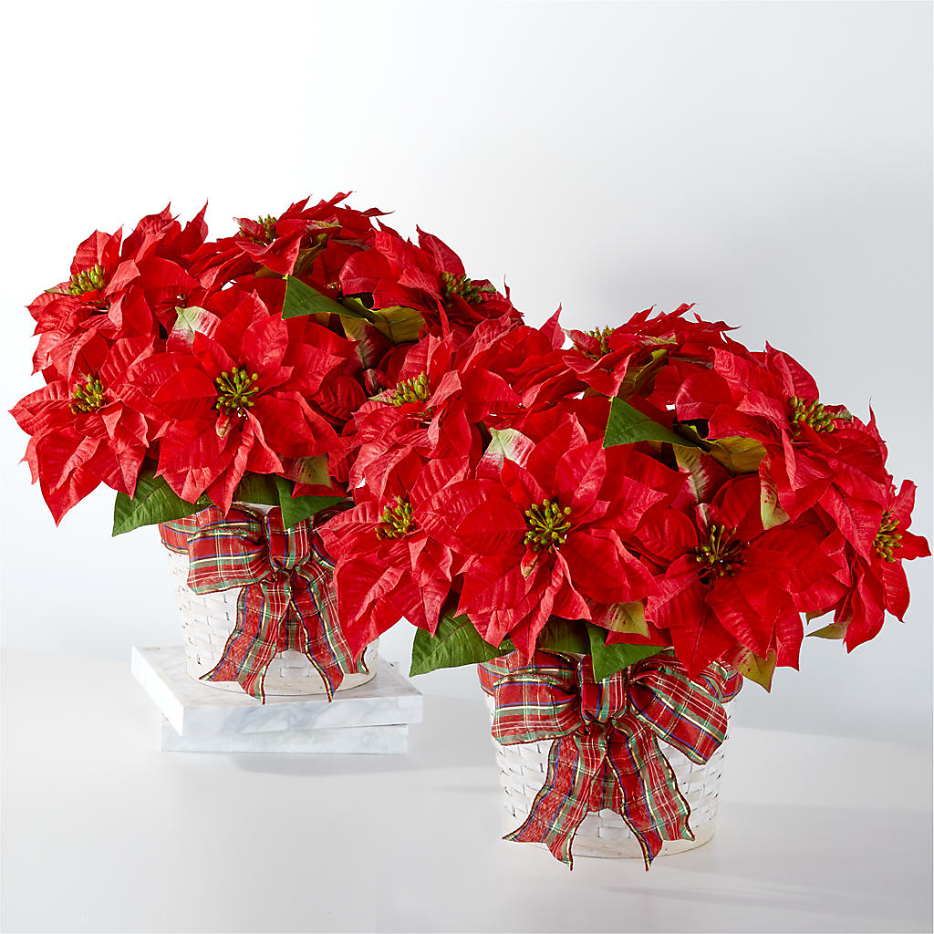 Happiest Holidays Poinsettia Bundle – Garden Of Eden Florist Inc, Coplay PA