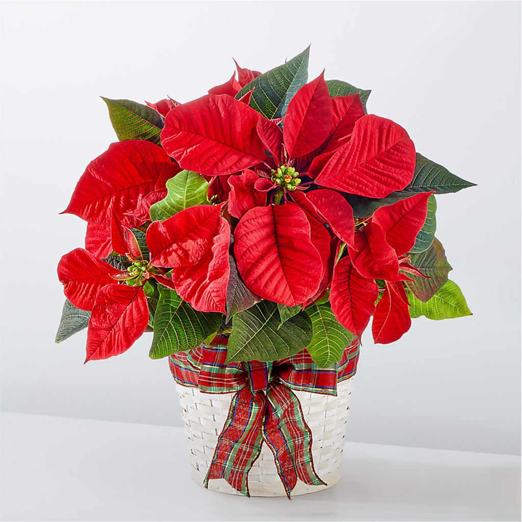 Happiest Holidays Poinsettia – Garden Of Eden Florist Inc, Coplay PA