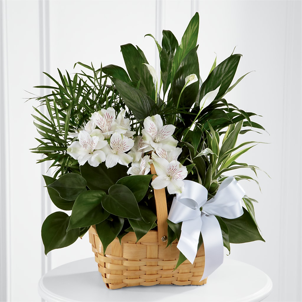 Peace & Serenity Dishgarden – Garden Of Eden Florist Inc, Coplay PA