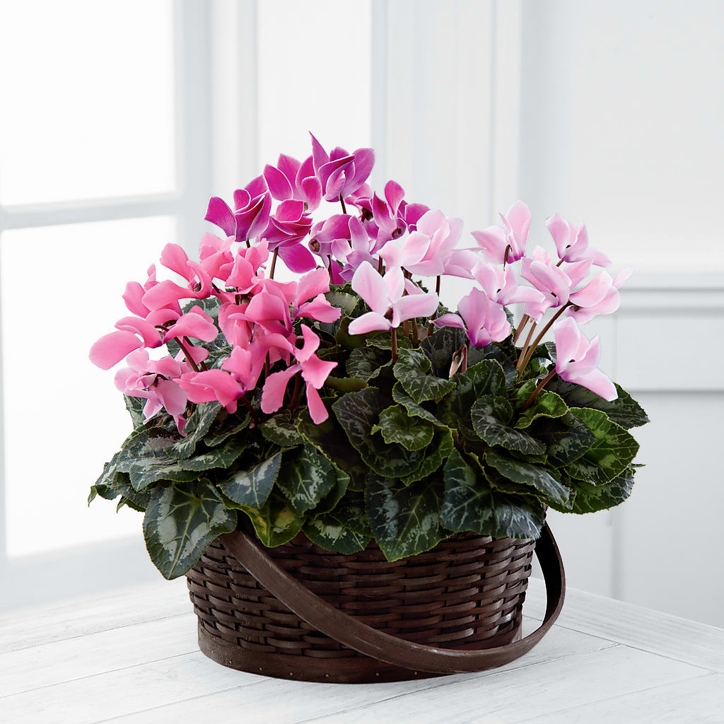 Mixed Cyclamen Planter – Garden Of Eden Florist Inc, Coplay PA