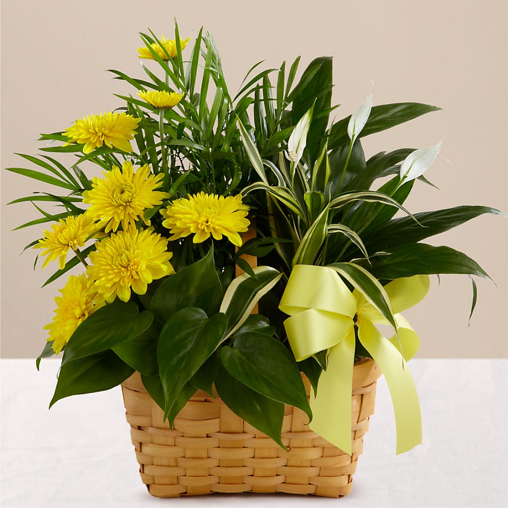 Loving Light Dishgarden – Garden Of Eden Florist Inc, Coplay PA