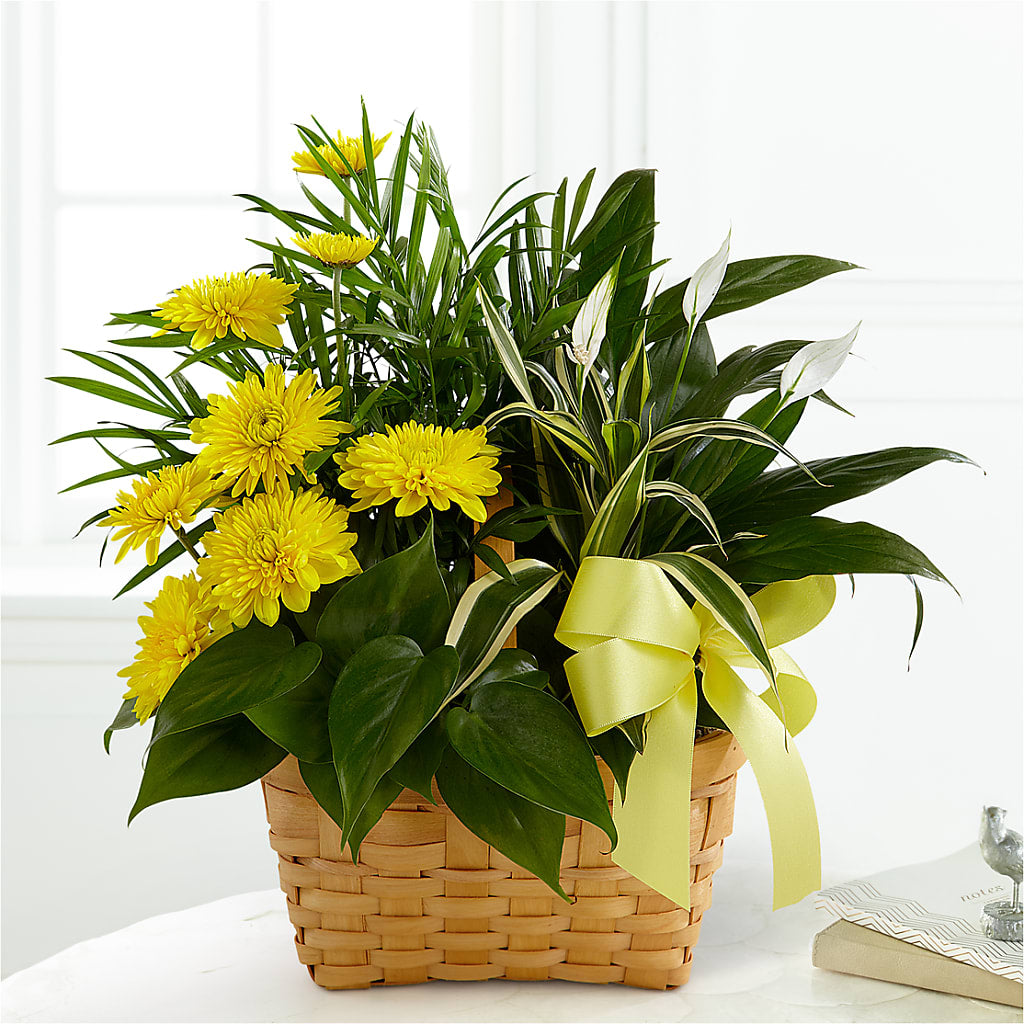 Loving Light Dishgarden – Garden Of Eden Florist Inc, Coplay PA