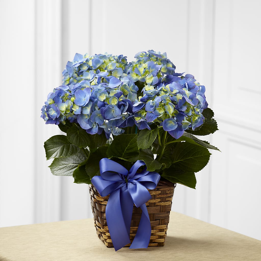 Blue Hydrangea Planter – Garden Of Eden Florist Inc, Coplay PA