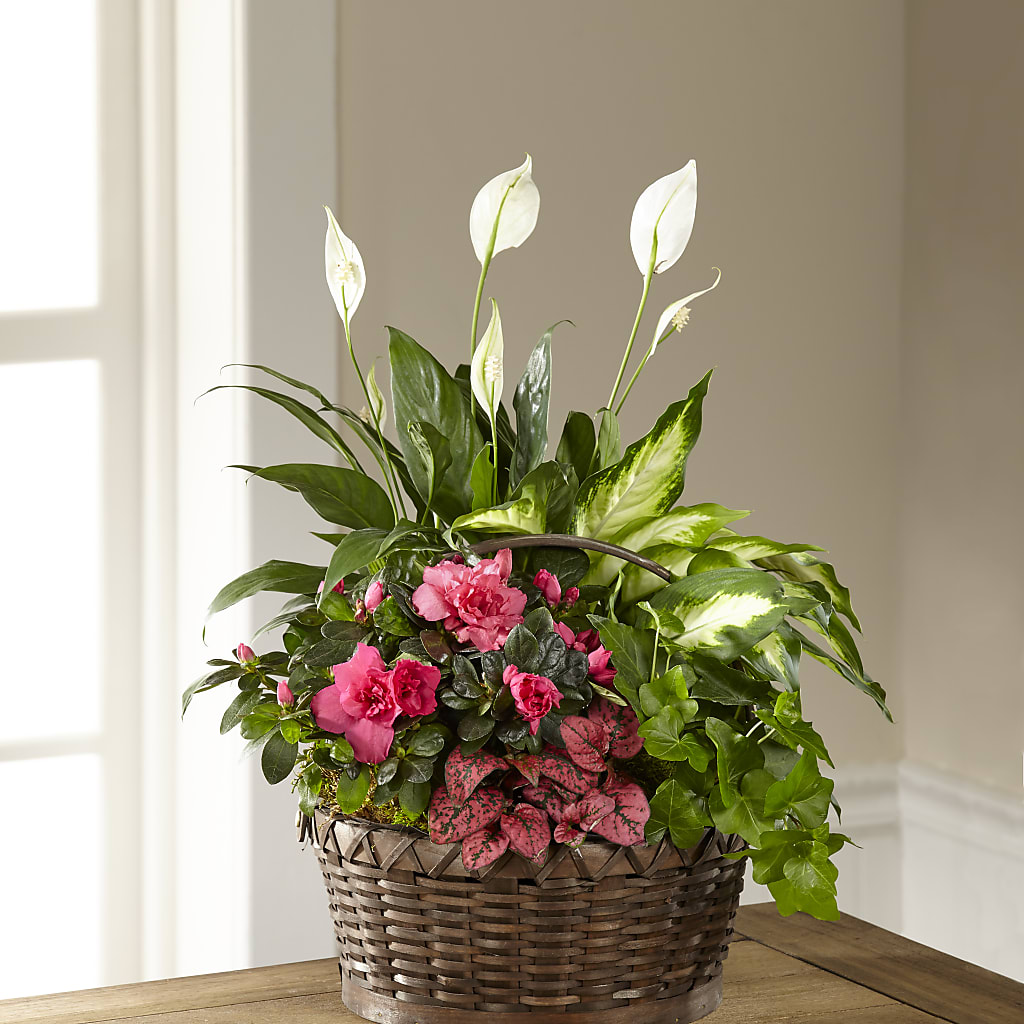 Dream in Pink Dishgarden – Garden Of Eden Florist Inc, Coplay PA