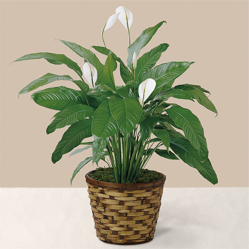 Tranquil Moments Peace Lily Plant – Garden Of Eden Florist Inc, Coplay PA