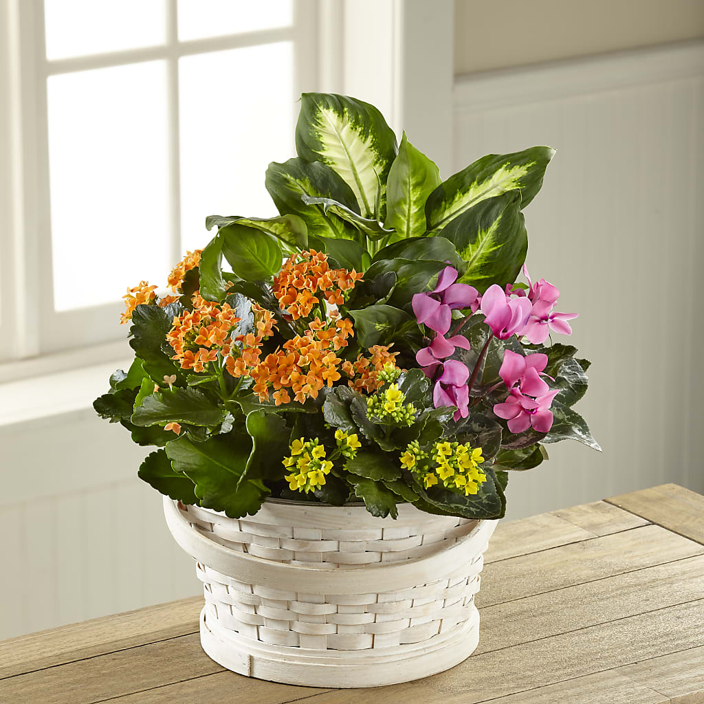 Color Crush Dishgarden – Garden Of Eden Florist Inc, Coplay PA