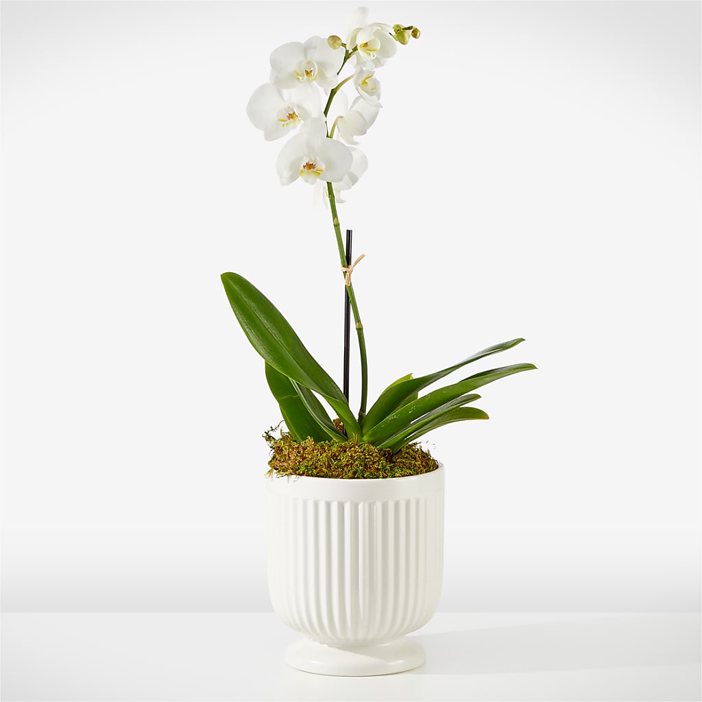 Whispering White Orchid – Garden Of Eden Florist Inc, Coplay PA