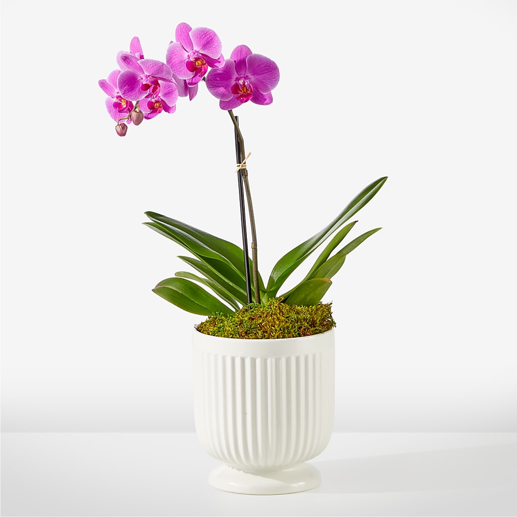 Friendly Fuchsia Orchid – Garden Of Eden Florist Inc, Coplay PA