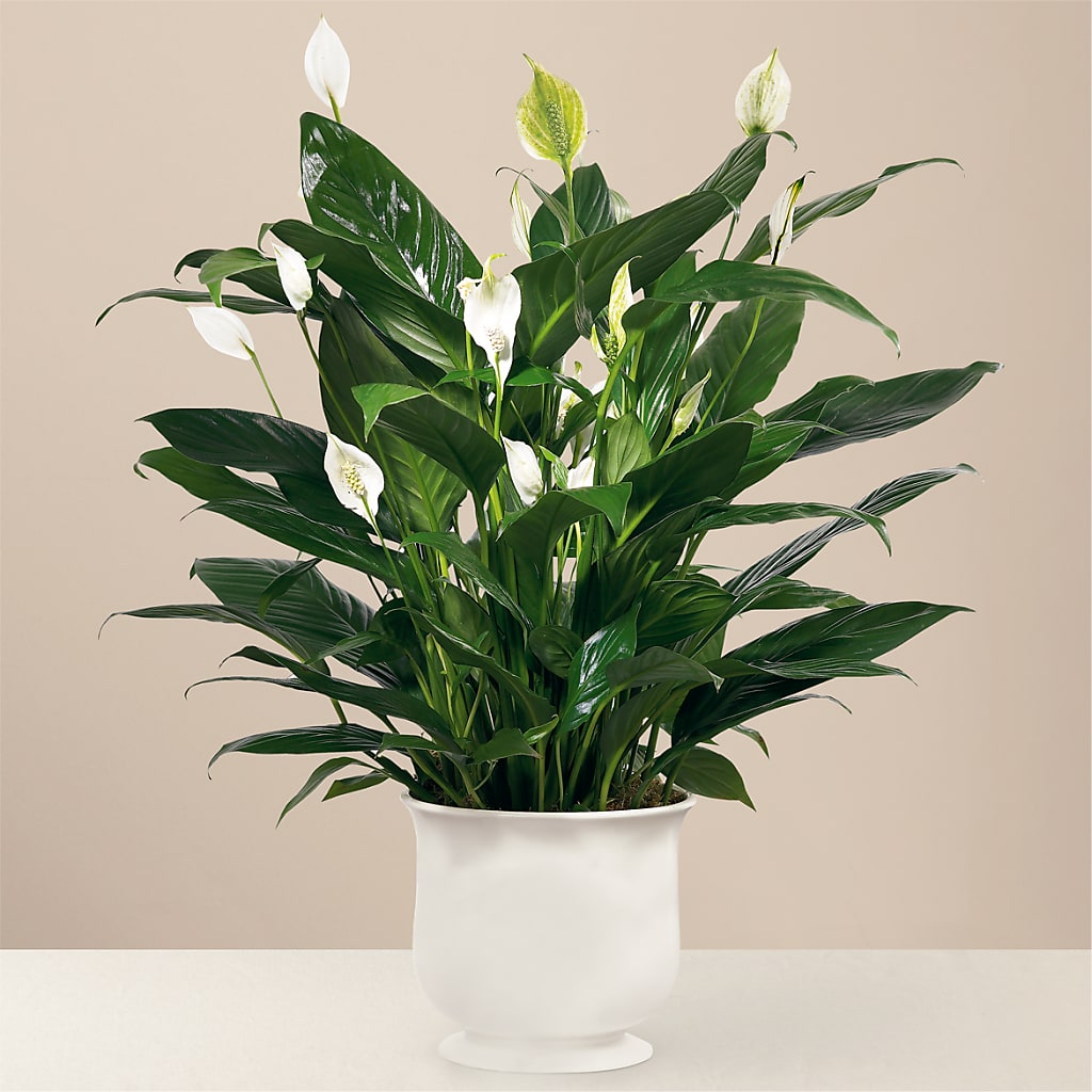 Comfort Planter – Garden Of Eden Florist Inc, Coplay PA