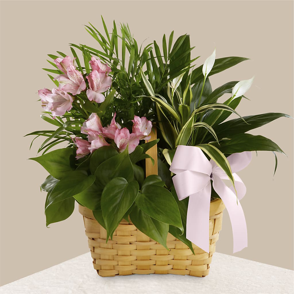 Living Spirit Dishgarden – Garden Of Eden Florist Inc, Coplay PA