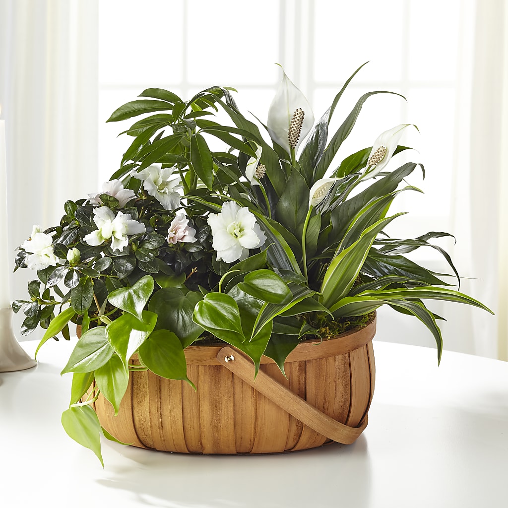 Serene Dishgarden – Garden Of Eden Florist Inc, Coplay PA