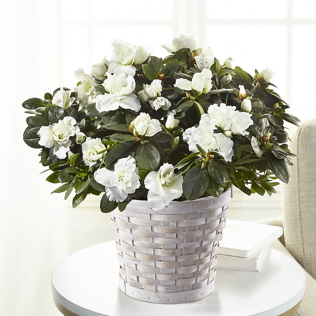 White Azalea Plant – Garden Of Eden Florist Inc, Coplay PA