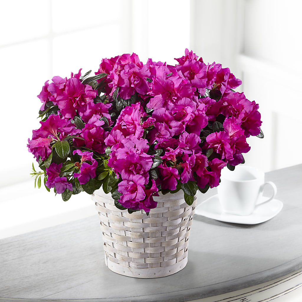 Hope & Serenity Azalea Plant – Garden Of Eden Florist Inc, Coplay PA