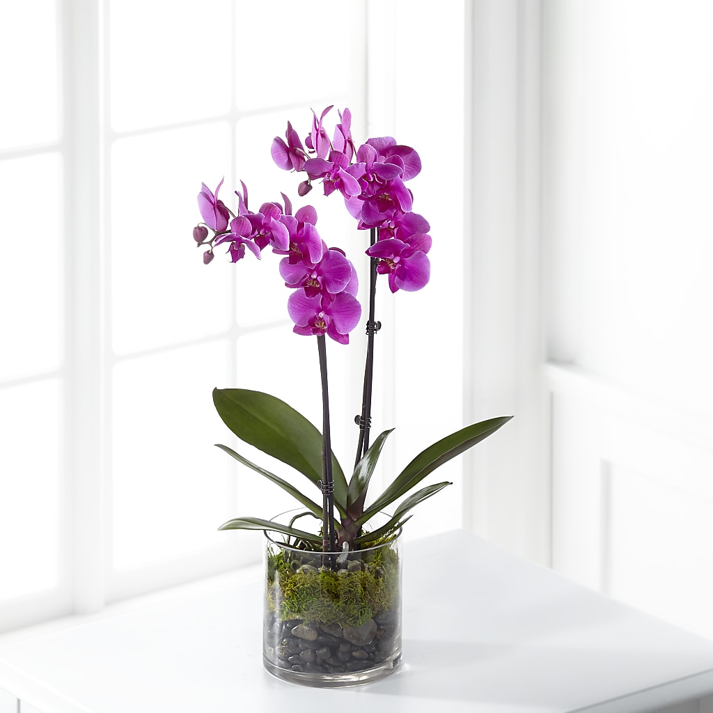 Pink Orchid Plant – Garden Of Eden Florist Inc, Coplay PA
