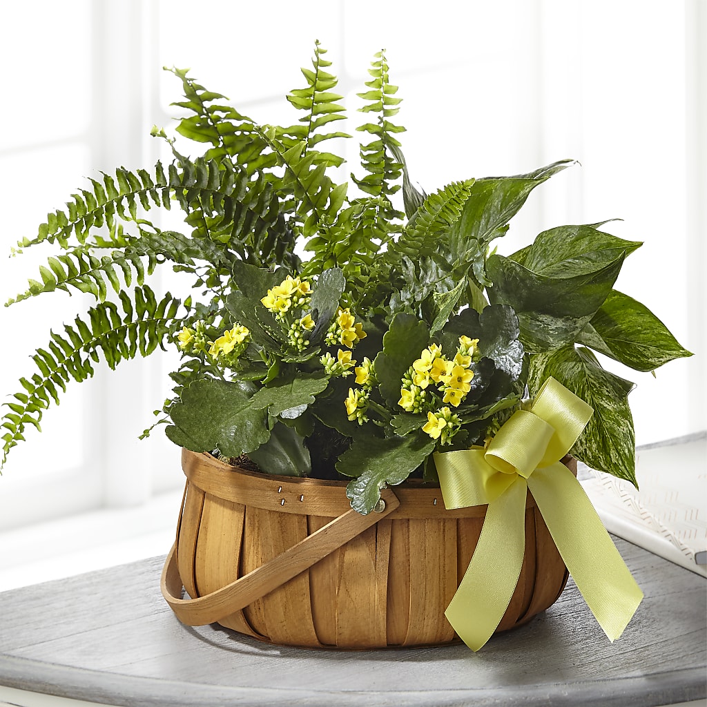 Always Dear Dishgarden – Garden Of Eden Florist Inc, Coplay PA