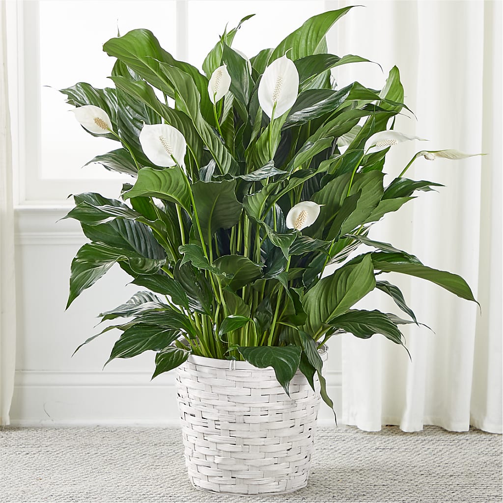A New Leaf Peace Lily – Garden Of Eden Florist Inc, Coplay PA