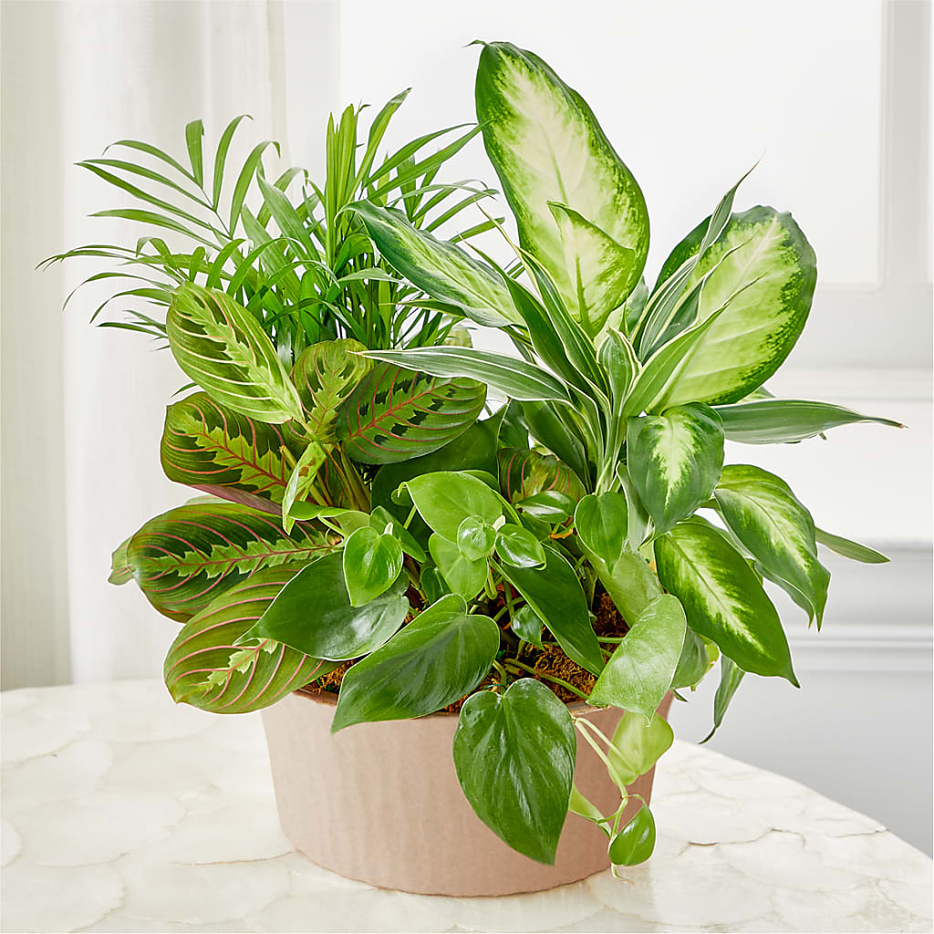 Balance & Harmony Dishgarden – Garden Of Eden Florist Inc, Coplay PA