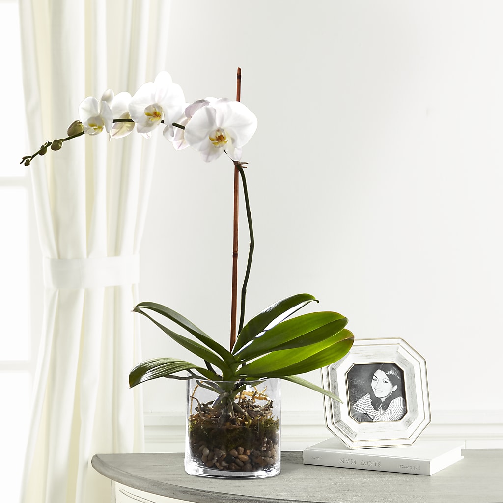 White Orchid Planter – Garden Of Eden Florist Inc, Coplay PA