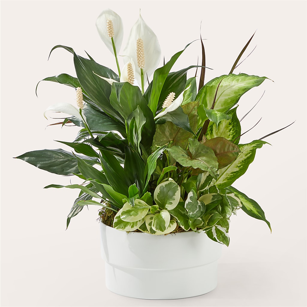 Radiating Positivity Dishgarden – Garden Of Eden Florist Inc, Coplay PA