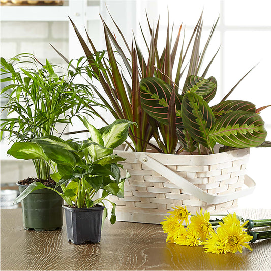 Florist Designed Blooming and Green Plants in a Basket –  Garden Of Eden Florist Inc, Coplay PA