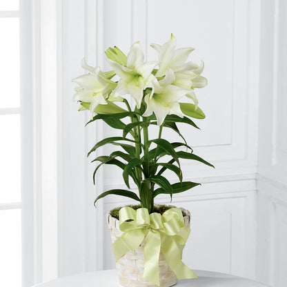 Easter Lily Plant –  Garden Of Eden Florist Inc, Coplay PA