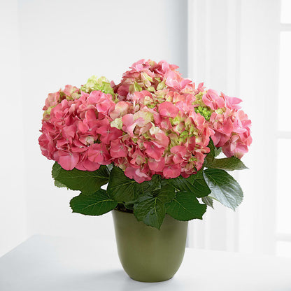 Pink Hydrangea Planter –  Garden Of Eden Florist Inc, Coplay PA
