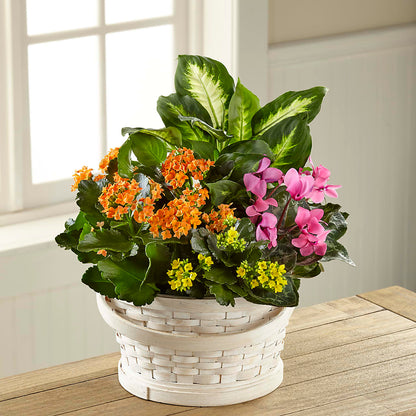 Color Crush Dishgarden –  Garden Of Eden Florist Inc, Coplay PA