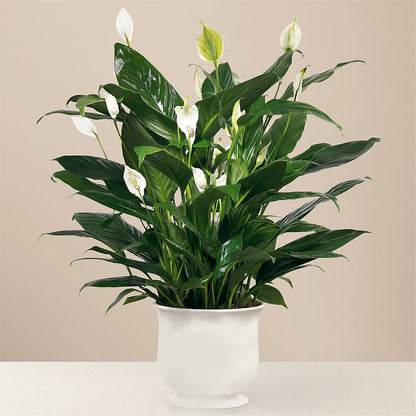 Comfort Planter –  Garden Of Eden Florist Inc, Coplay PA