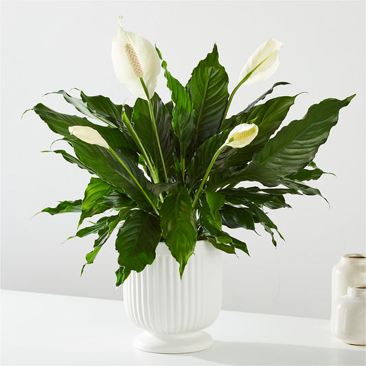 Comfort Planter –  Garden Of Eden Florist Inc, Coplay PA