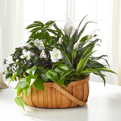Serene Dishgarden –  Garden Of Eden Florist Inc, Coplay PA