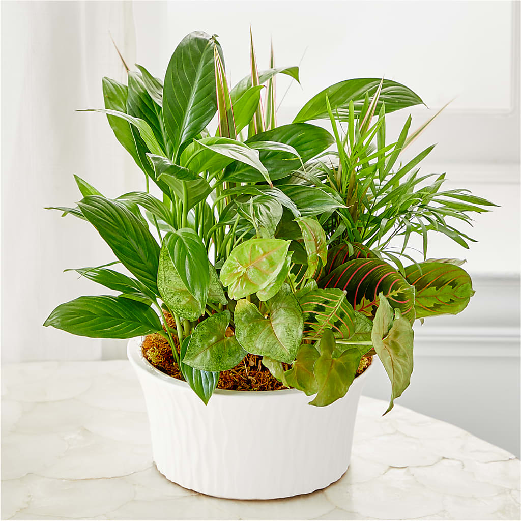 Balance & Harmony Dishgarden –  Garden Of Eden Florist Inc, Coplay PA