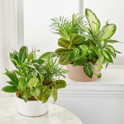 Balance & Harmony Dishgarden –  Garden Of Eden Florist Inc, Coplay PA