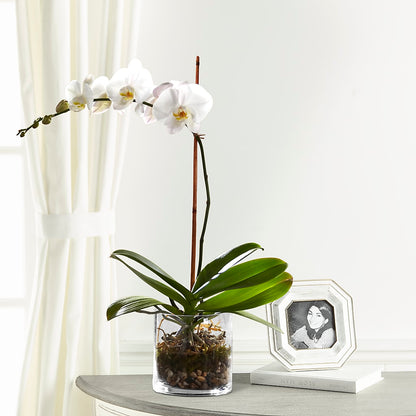 White Orchid Planter –  Garden Of Eden Florist Inc, Coplay PA