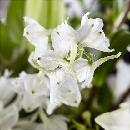 Classic Ivory – A Florist Original –  Garden Of Eden Florist Inc, Coplay PA
